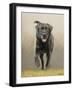 Labrador-John Silver-Framed Giclee Print