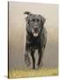 Labrador-John Silver-Stretched Canvas