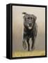 Labrador-John Silver-Framed Stretched Canvas