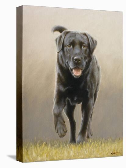 Labrador-John Silver-Stretched Canvas