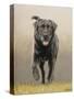 Labrador-John Silver-Stretched Canvas