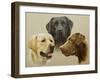 Labrador-John Silver-Framed Giclee Print