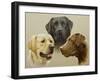 Labrador-John Silver-Framed Giclee Print