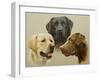 Labrador-John Silver-Framed Giclee Print