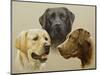 Labrador-John Silver-Mounted Giclee Print