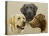 Labrador-John Silver-Stretched Canvas