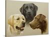 Labrador-John Silver-Stretched Canvas