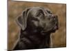 Labrador-John Silver-Mounted Giclee Print