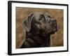 Labrador-John Silver-Framed Giclee Print