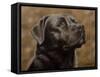 Labrador-John Silver-Framed Stretched Canvas