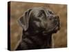 Labrador-John Silver-Stretched Canvas