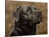 Labrador-John Silver-Stretched Canvas