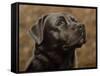 Labrador-John Silver-Framed Stretched Canvas