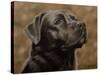 Labrador-John Silver-Stretched Canvas