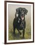 Labrador-John Silver-Framed Giclee Print