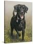 Labrador-John Silver-Stretched Canvas