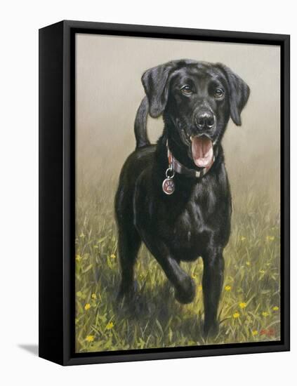 Labrador-John Silver-Framed Stretched Canvas