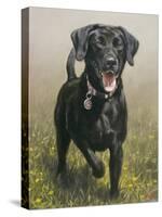 Labrador-John Silver-Stretched Canvas