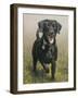 Labrador-John Silver-Framed Giclee Print