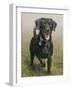 Labrador-John Silver-Framed Giclee Print