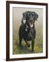 Labrador-John Silver-Framed Giclee Print