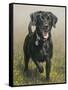 Labrador-John Silver-Framed Stretched Canvas