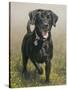 Labrador-John Silver-Stretched Canvas