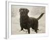 Labrador-John Silver-Framed Giclee Print