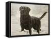 Labrador-John Silver-Framed Stretched Canvas