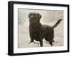 Labrador-John Silver-Framed Giclee Print