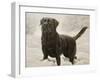 Labrador-John Silver-Framed Giclee Print