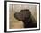 Labrador-John Silver-Framed Giclee Print