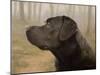 Labrador-John Silver-Mounted Giclee Print