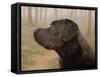 Labrador-John Silver-Framed Stretched Canvas