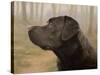 Labrador-John Silver-Stretched Canvas