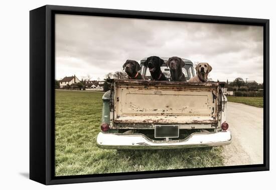 Labradors in a Vintage Truck-claire norman-Framed Stretched Canvas