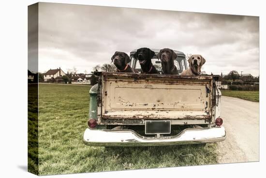 Labradors in a Vintage Truck-claire norman-Stretched Canvas