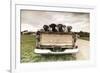 Labradors in a Vintage Truck-claire norman-Framed Photographic Print