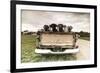 Labradors in a Vintage Truck-claire norman-Framed Photographic Print