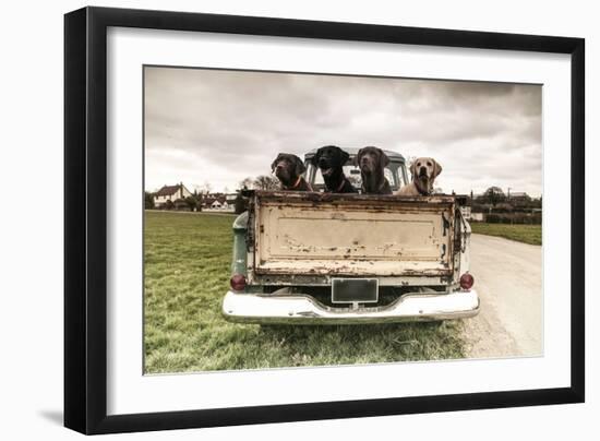 Labradors in a Vintage Truck-claire norman-Framed Photographic Print