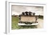 Labradors in a Vintage Truck-claire norman-Framed Photographic Print