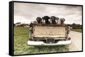 Labradors in a Vintage Truck-claire norman-Framed Stretched Canvas