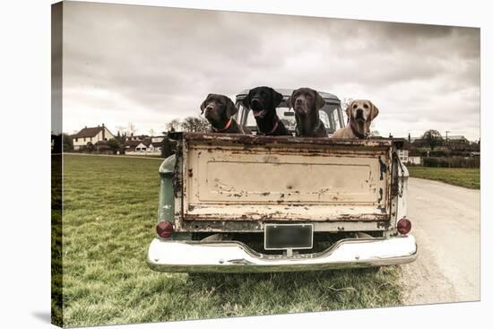 Labradors in a Vintage Truck-claire norman-Stretched Canvas