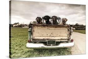 Labradors in a Vintage Truck-claire norman-Stretched Canvas