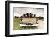 Labradors in a Vintage Truck-claire norman-Framed Photographic Print