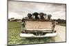 Labradors in a Vintage Truck-claire norman-Mounted Photographic Print