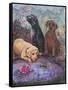 Labs-Judy Mastrangelo-Framed Stretched Canvas