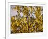 Laburnum Anagyroides, 'Golden Rain', Detail, Branch, Blooms-Thonig-Framed Photographic Print