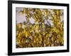 Laburnum Anagyroides, 'Golden Rain', Detail, Branch, Blooms-Thonig-Framed Photographic Print