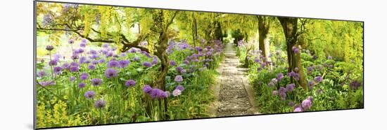 Laburnum Trees at Barnsley House Gardens, Gloucestershire, England-null-Mounted Photographic Print